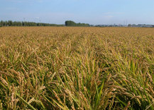 湖北草繩包裝制品有限公司 — 主頁