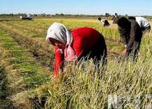 武漢草繩制品有限責(zé)任公司 — 首頁