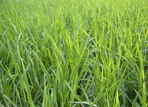 湖北長江稻草制品廠  —  主頁