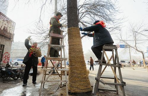 工作人員正在給樹穿“防護衣” 本報記者 鐘清攝