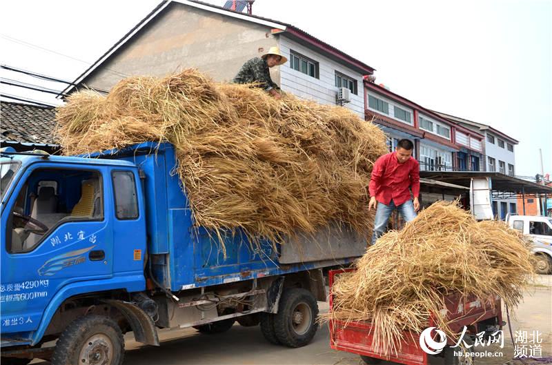 客商收購稻草。