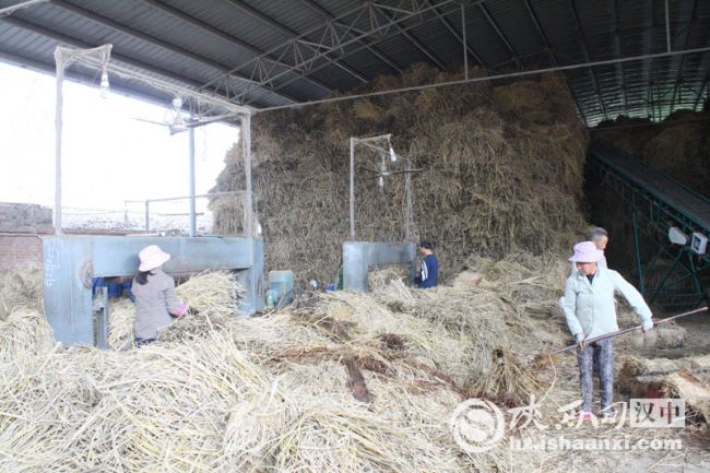 3草編合作社工人邊剔除爛草邊加工草支墊