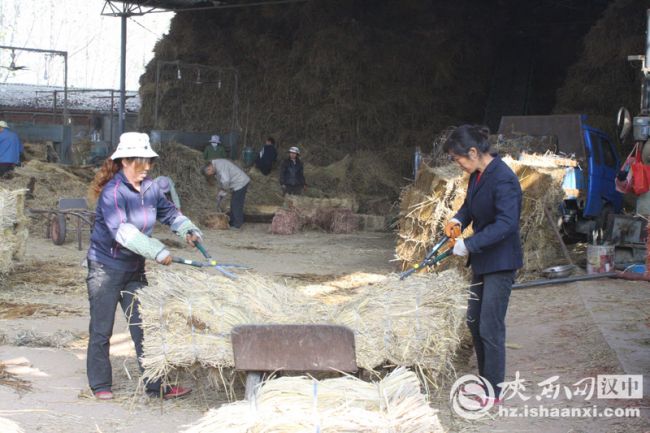 4剪去雜草給加工后的草支墊美容